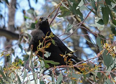 # Tasmanian wildlife #