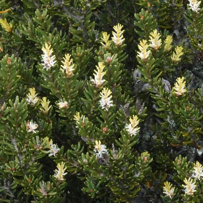 # Tasmanian wildflowers #