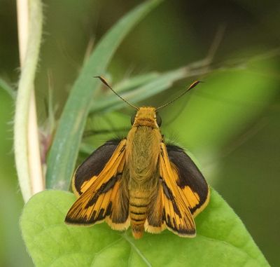 Pale-orange Darter