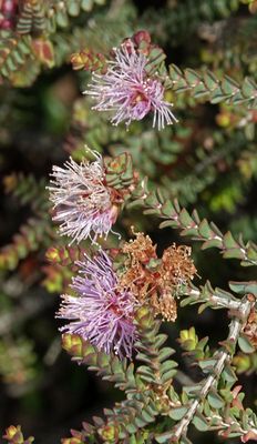 # Tasmanian wildflowers #