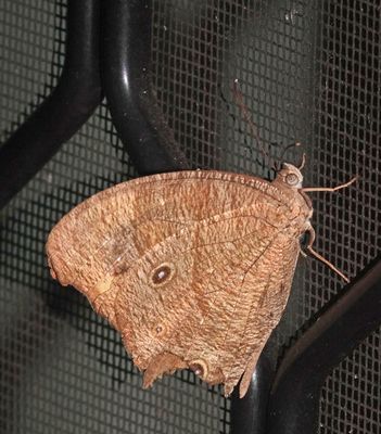 #more butterflies#
