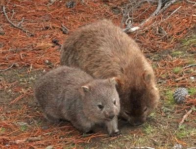 # Tasmania 2023 #