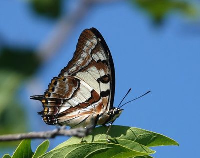 Tailed Emperor