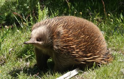 # Tasmanian wildlife #
