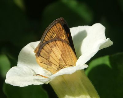 serious about nectaring