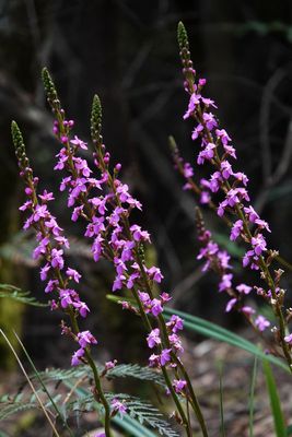 # Tasmanian wildflowers #