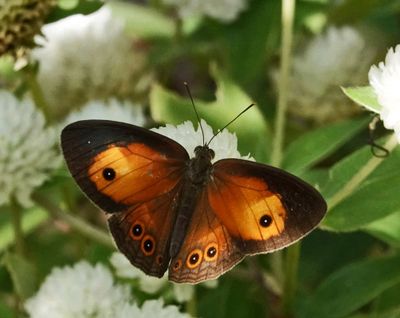 Orange Bush-brown