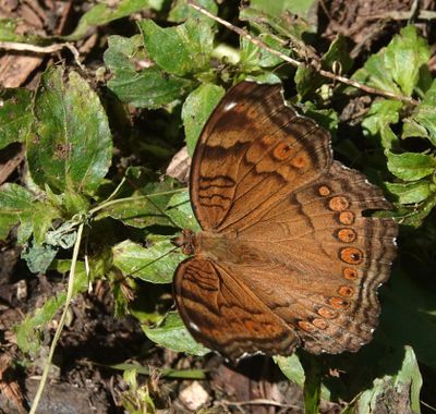Chocolate Argus