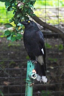 Pied Currawong