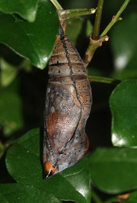 chrysalis