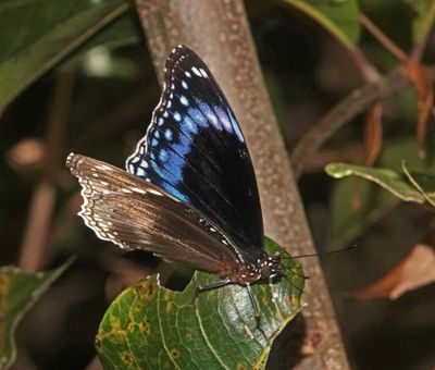 Blue-banded Eggfly