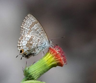 # SE Queensland butterflies #