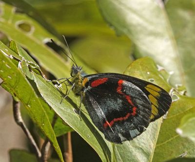 Black Jezebel