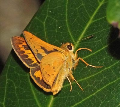 # SE Queensland butterflies #