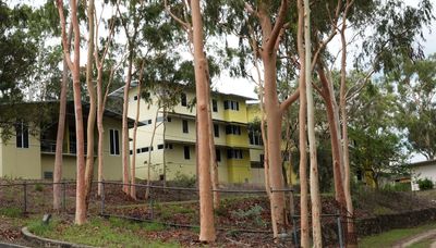 Lemon-scented Gums