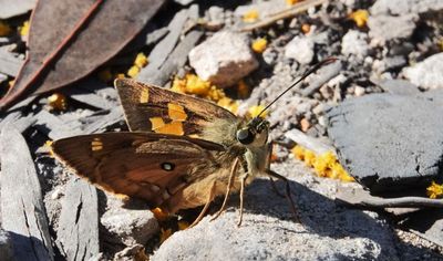 Sandstone Ochre