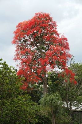 Flame Tree