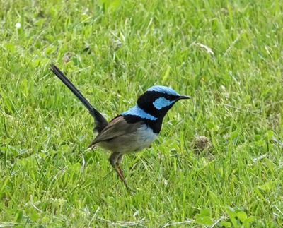 Superb Fairy-wren