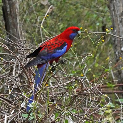 Crimson Rosella