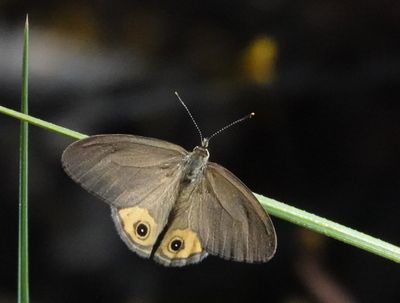 Grey Ringlet