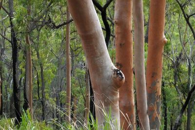 with Lemon-scented Gums