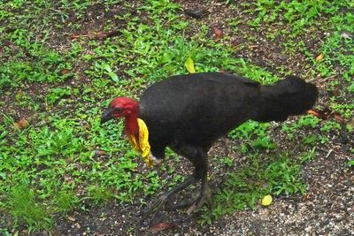 Australian Brush-turkey