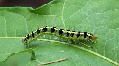 Transverse Moth caterpillar