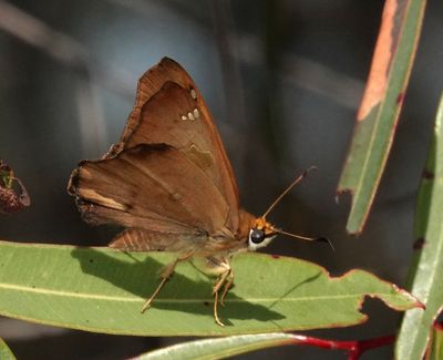 Bronze Flat