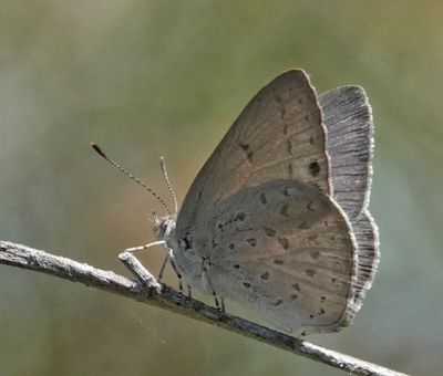 Varied Dusky-blue