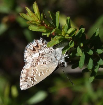 Fringed Heath-blue