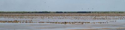 Magpie Geese