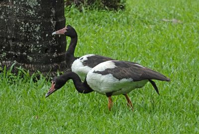 Magpie Geese