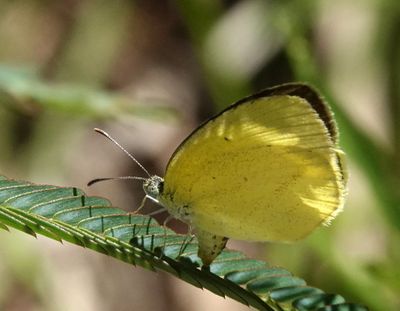 Lined Grass-yellow