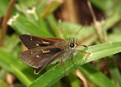 Dingy Grass-skipper