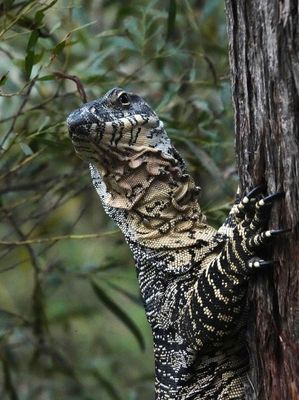 Lace Monitor