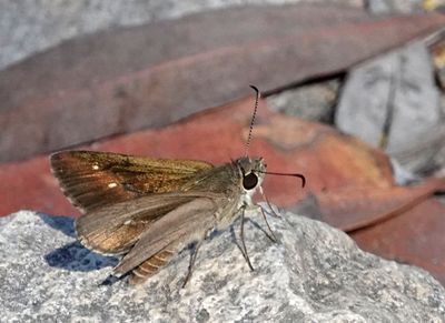 Grey Sedge-skipper