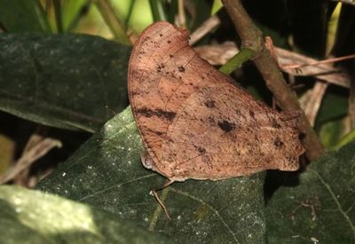 Evening Brown