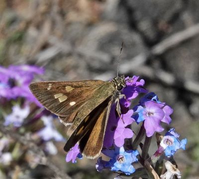 Two-spotted Sedge-skipper