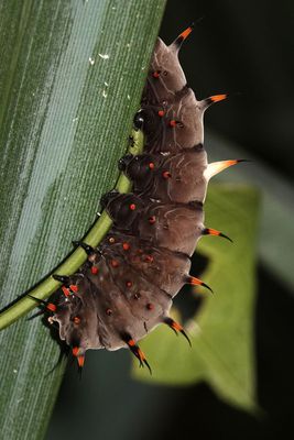 Cairns Birdwing caterpillar