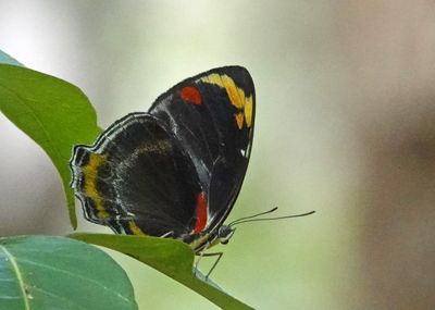 Jezebel Nymph