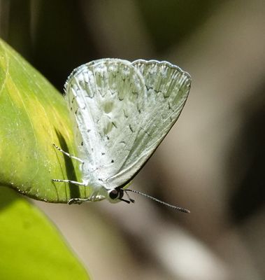 # more butterflies #