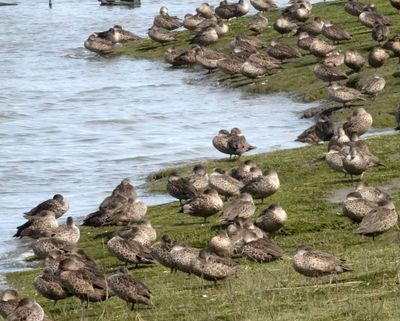 # Oz birds #