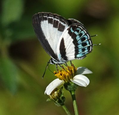 # more butterflies #