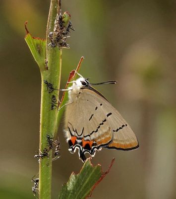 # north Australian butterflies #