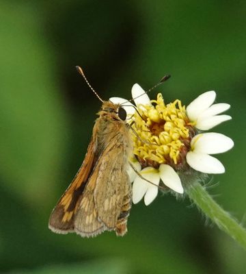 # north Australian butterflies #
