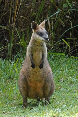 # random fauna #