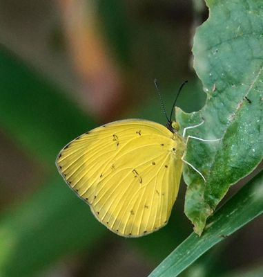 # north Australian butterflies #