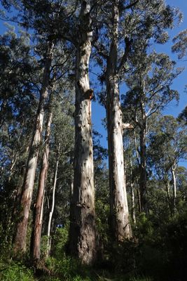 # eucalypts #