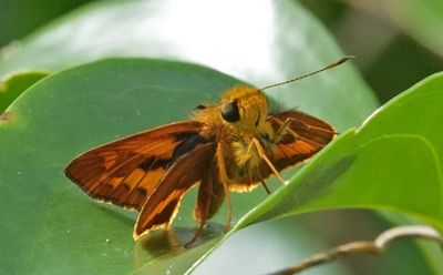 # north Australian butterflies #
