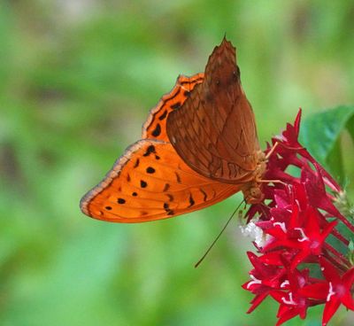 # more butterflies #